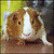 A brown and white guinea pig appears in four distinct poses across a , each showing different angles of its body against varied backgrounds