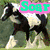 Six horse-themed images arranged in a with text overlays, each showing different horse poses and settings