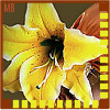 Yellow lilies with dark centers and white stamens, framed by brown borders with yellow filmstrip patterns.