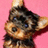 Pixelated dog icon with pink background and "gongstoo" text on right side.