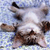 Animals icons for AIM, MSN, MySpace and Yahoo