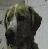 Pixelated static image of a dog's face with dark fur, light eyes, and visible nose against a muted background.