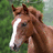 Brown horse with white stripe on face against green foliage background, pink pixelated text 'How you doin?' on dark red
