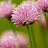 Four- of flower images with varying petal colors and arrangements on green backgrounds