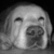 A grayscale dog face with closed eyes and a relaxed expression appears in four , each showing subtle variations in lighting and facial shading