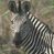 Animated contact sheet showing two zebra frames and a blue banner with text on the right side of a 49x49 pixel icon.
