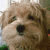 A four- of a light brown dog's face with text overlays changing