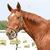 Brown horse head with white marking on forehead, bridle visible, background includes greenery and light-colored structure.