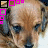 A dog's face with brown fur and blue eyes appears in a of six identical , each bordered by pink and black squares