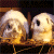 Two pixelated rabbits sit side-by-side on a brown surface against dark background, with green text reading 'Original Icons .com' to the right.