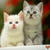 Two kittens sit side-by-side in a static image with soft focus and pixelated rendering, one white with pink nose/ears and the other silver tabby with dark eyes, against blurred red/green background.