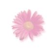 Static image of a pink gerbera daisy with blurred edges on white background.