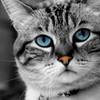 Static close-up of a cat's face with blue eyes, gray and white fur, and an orange nose, cropped to show only the head against a dark background.