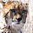 Six distinct cheetah images arranged in a with central text, showing varied poses and expressions including open mouth and water submersion