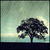 Silhouetted tree against light blue sky with diagonal rain streaks, dark ground band; four- shows subtle variations in cloud and branch detail