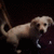 A light brown dog with a curled tail stands on dark purple ground, facing forward in three