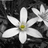 Black-and-white image of white star-shaped flowers with yellow centers on dark textured background, partially obscured by gray overlay.