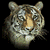 Four pixelated tiger head views arranged in a against black background, showing closed mouth and open mouth expressions