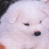 A 2x2 contact sheet of a white dog's face with subtle expression changes across frames and a teal background containing the text 'CoolBuddy.com' in pixelated yellow letters.