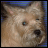 iconhell_idolinda_dog