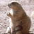 Brown cartoon animal stands upright on hind legs with front paws raised, facing left against a light gray pixelated background.