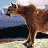 Animated sequence of a brown mountain lion standing on grassy terrain with mountains and clouds in the background, showing head movement from left to right.