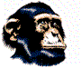 A chimpanzee's head in four showing mouth opening and tongue extension, with a small standalone frame below