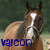 A horse with a white stripe on its face appears in multiple , some showing it alone and others with a rider near a blue barrel. The word 'vaicon' is visible in various colors across the image