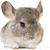 A pixelated chinchilla with brown and white fur, large ears, and dark eyes appears on the left side of a split composition.