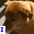 A brown dog with closed eyes appears in four , showing slight head movement and changing text overlays