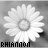 A grayscale daisy with white petals and a light center, displayed in multiple positions with varying text labels beneath each instance
