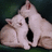Two light-colored kittens sit together on a dark green background, with pink pixelated text reading "Kitten" and "Love" on a bright blue to the right