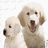 Two light-colored dogs with fluffy coats stand side-by-side; the right dog has its mouth open in a yawn or bark, while the left dog looks forward.