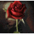 A single red rose with layered petals, green stem and leaves against a dark pixelated background.