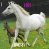 A white horse stands in profile on green grass with a brown animal partially visible behind it, under a dark background with pixelated text overlays.