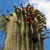 A pixelated cactus with green spines and red flowers against a blue sky background.