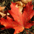A pixelated red flower with orange and yellow gradients against a dark, blurred background of green and brown tones.
