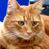 Animated contact sheet showing two frames of an orange tabby cat with a blue background and a separate frame containing the text "CoolBuddy.com" on a teal background.