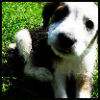 A close-up of a dog with white and dark brown fur lying on green grass, its head turned toward the camera with a relaxed expression.