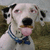 A pixelated dog with a blue collar and bow tie stands beside text reading 'wat r u looking at?' in blocky letters.