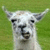 A white llama with gray horns stands against a green grass background, its mouth slightly open in a neutral expression.