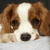 Pixelated close-up of a dog's face with brown and white fur, dark eyes, and a black nose against a dark background.