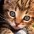 Pixelated close-up of a cat's face with brown and orange fur, dark eyes, and a light-colored nose, set against a blurred background.