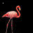 Animated sequence of pink flamingos against black background with vertical text reading FLAMINGO? FLAMINGO in white and pink.