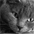 Animals icons for AIM, MSN, MySpace and Yahoo