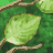 Animated contact sheet showing 11 sequential frames of autumn leaves changing color on a green background with brown branches.
