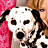 A 4-frame contact sheet of a celebrity-themed animated buddy icon featuring a Dalmatian dog and a woman with long blonde hair, arranged in a 2x2 grid with red background elements.