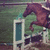 A horse jumps over a white and blue obstacle with green grass background, text "Great Ocean Stables" appears in white block letters.