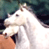 A 2x2 contact sheet of a white horse animation with visible text on the right side, showing two frames of motion and a static frame.