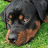 Pixelated close-up of a dog's face with dark fur and light brown markings on its muzzle, set against green grass background.